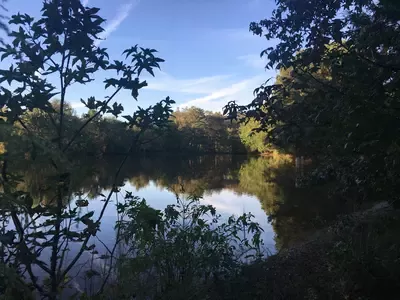 Ponds are Unique photos